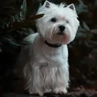 Ein junger West Highland White Terrier Hund steht in einer Pflanze